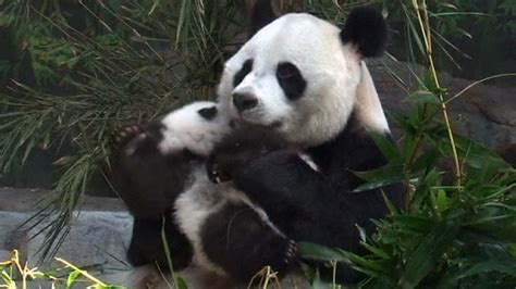 See Mother Panda Bear Hug Her Cub After Reunion Nbc News