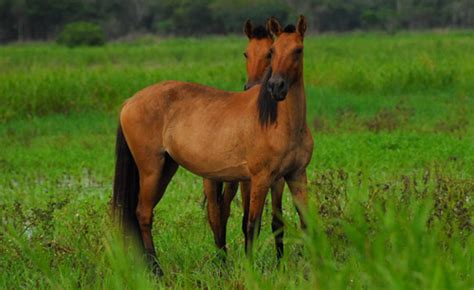 horses lovers bhotia pony bidet horse bigourdan horse bityug black forest horse black sea
