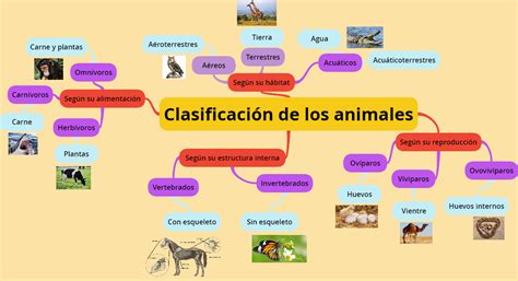 Mapa Conceptual Primaria Clasificacion Animales Images And Photos
