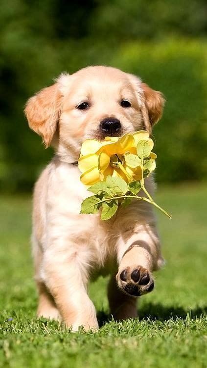 10 Dogs Bringing You Flowers That Will Brighten Anyones Day I Can Has