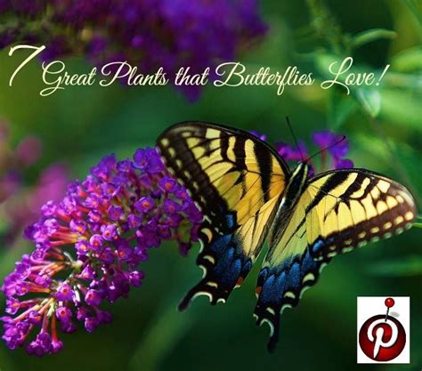 7 Great Plants That Butterflies Love Garden And Landscape Pinterest