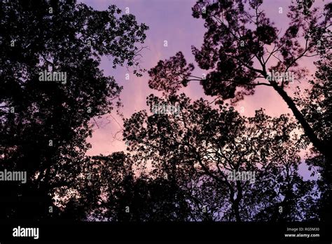 Looking Up Into The Tree Canopy With A Purple Sunset Hi Res Stock