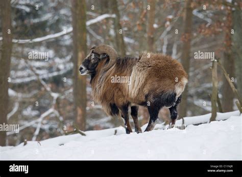 Mouflon Ovis Musimon In Winter Stock Photo Alamy