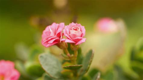 Pink Rose In Garden Macro Stock Footage Sbv 338773232 Storyblocks
