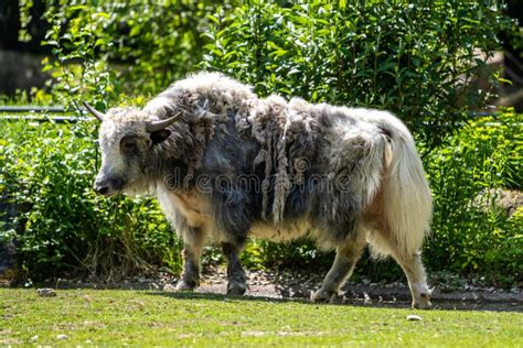 The Domestic Yak Bos Mutus Grunniens In A Park Stock Image Image Of