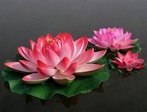 Mewarnai kolam bunga teratai / fantastis 24 gambar bunga. Mewarnai Kolam Bunga Teratai / Spa Teratai Stok Foto Spa ...