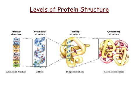 Ppt Levels Of Protein Structure Powerpoint Presentation Free