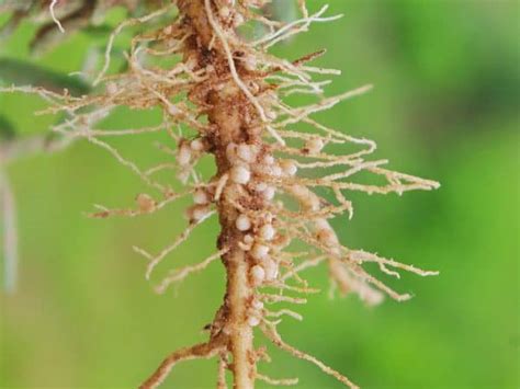 How To Identify Control And Deal With Root Knot Nematodes