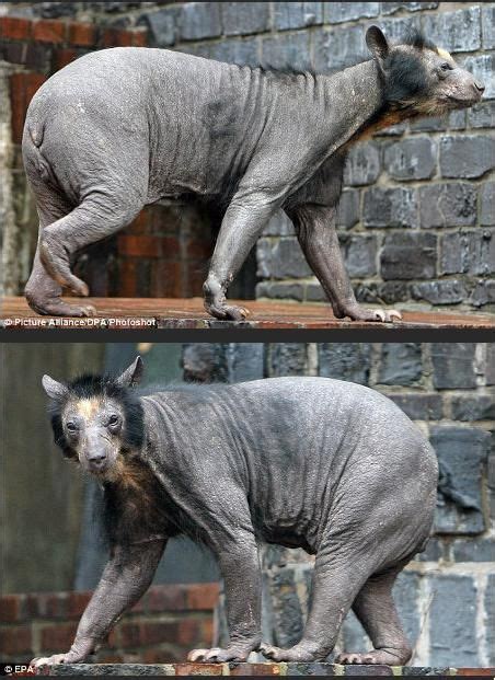 Pin By Jessica Northey On Shaved Animals Shaved Bear Funny Animals