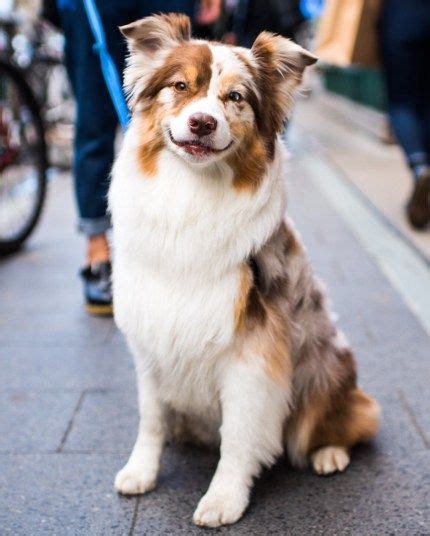 Now That Is The Cutest Smile On A Dog Ever Aussie