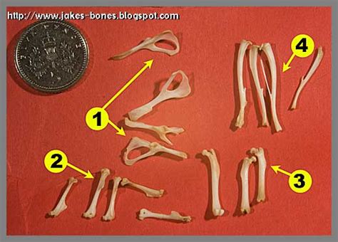 Finding Owl Pellets Jakes Bones