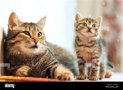 Little Kitten With Mom Tabby Cat Baby Stock Photo Alamy