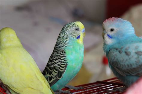 8 Top Gentle Pet Bird Species