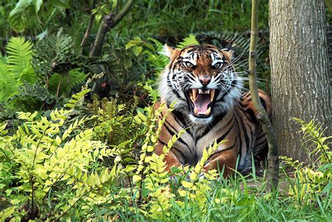 Тигры В Дикой Природе Фото Telegraph