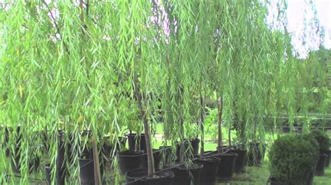 They typically gain between six and ten feet in height each year, though, in ideal willow hybrids have excellent resistance to pests and are very rarely bothered by any type of infestation. Hybrid Willow - YouTube
