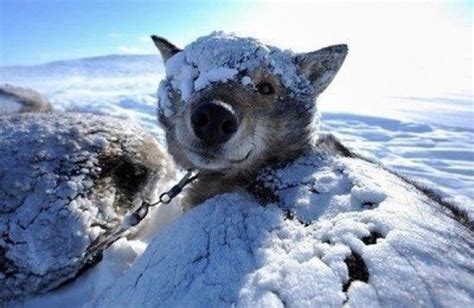 Snow Puppy Animal Cognizance