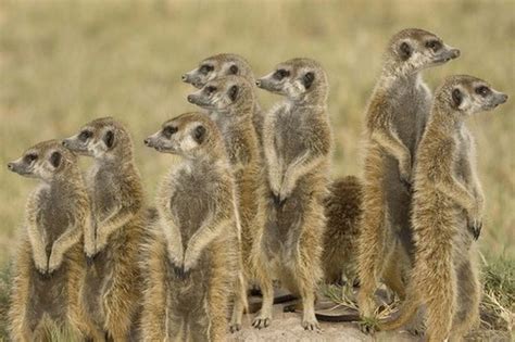 Meerkats As Pets Ease Of Care Legality And More Pethelpful