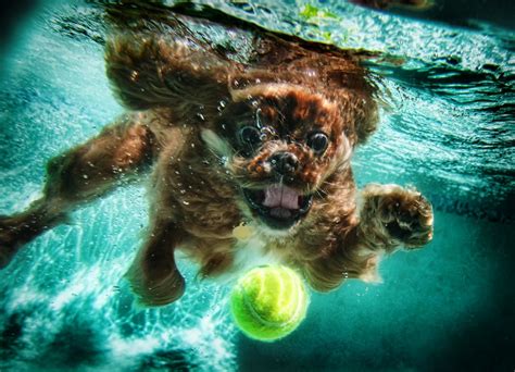 Mindblowing Underwater Dog Photos Lava360