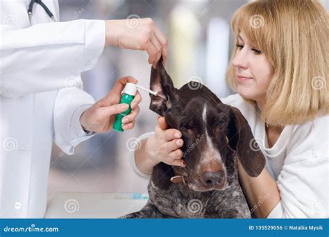 A Vet Is Using Some Medicine While Treating A Dog Stock Photo Image