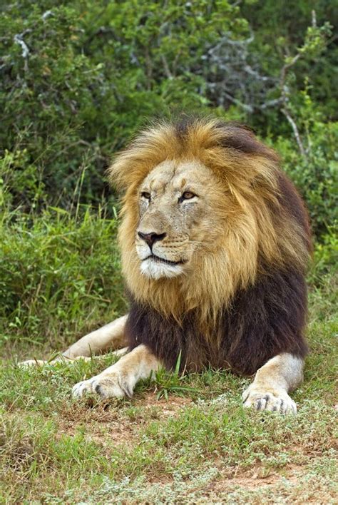 26 Magnificent Male Lion Free Stock Photos Stockfreeimages