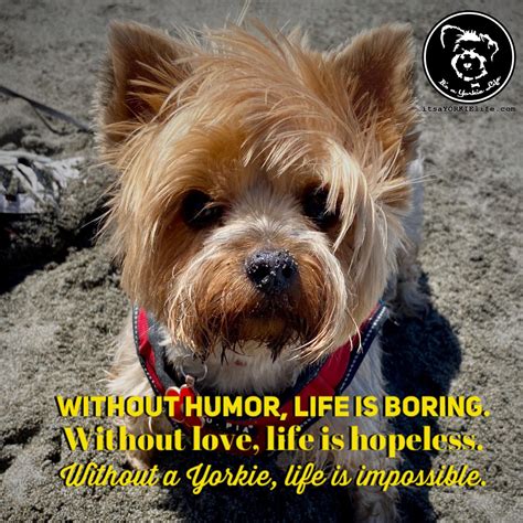 Without humor life is boring. Without love life is hopeless. Without a Yorkie, life is ...