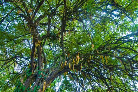 How To Grow And Care For Moringa Plants
