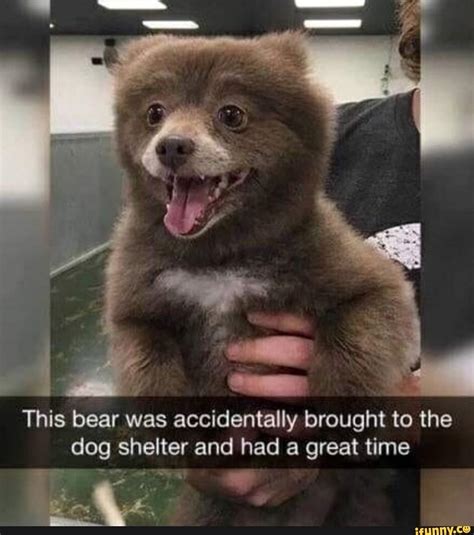 This Bear Was Accidentally Brought To The Dog Shelter And Had A Great