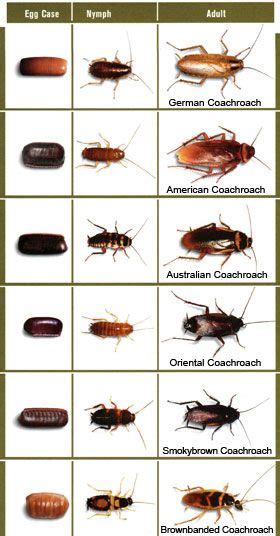 Most cockroaches can live and grow in. Identify your foe | Garden pests identification, Bugs and ...