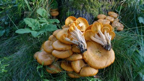 Know These Poisonous Mushrooms Before You Go Foraging