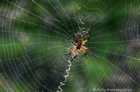 Zipper Spider Photograph By Kelly Kitchens Fine Art America