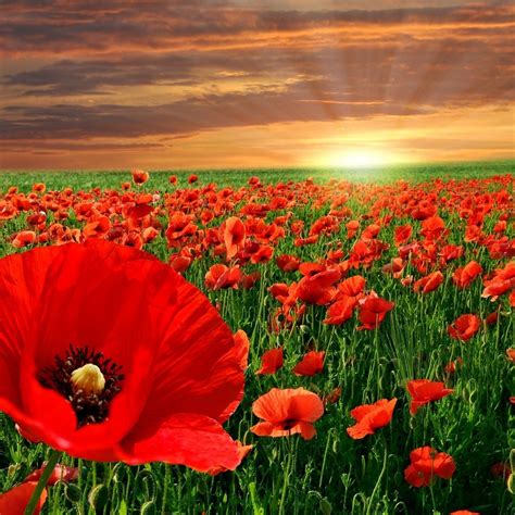 Free Download Poppy Field Download Free Wallpapers For Apple Ipad