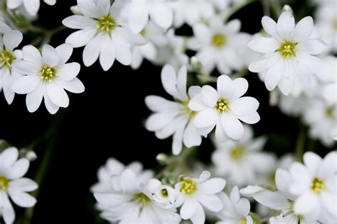 Online Crop White Flower Flowers Plant Buds Hd Wallpaper