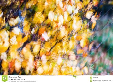 Abstract Blur Of Autumn Leaves Stock Photo Image Of Yellow Fall