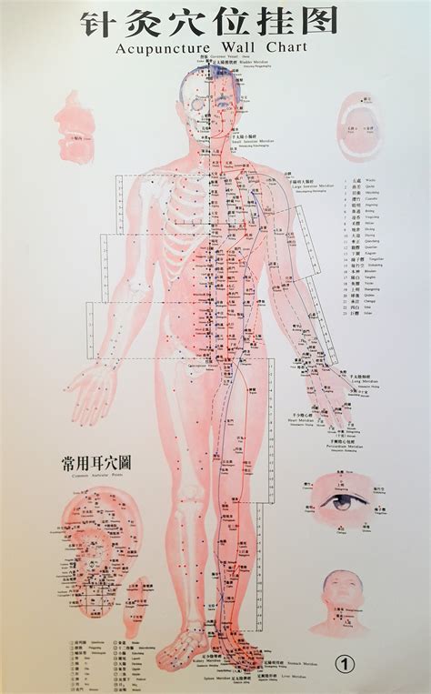 Acupuncture Chart Male Front Eye Ear Scalp