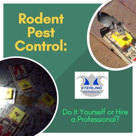 We typically recommend pest control chemicals that get the job done using the least amount of product. Rodent Pest Control: Do It Yourself or Hire a Professional? | Rodent pest, Pest control, Termite ...