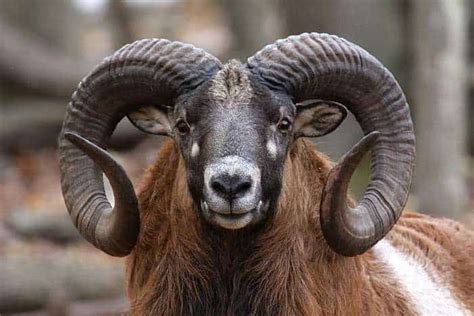 Armenian Mouflon Naturerules1 Wiki Fandom