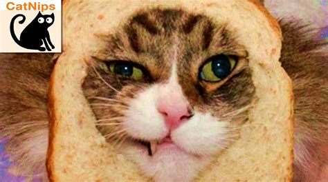 Funny Cat Gets Head Stuck Inside Slice Of Bread Catnips Youtube