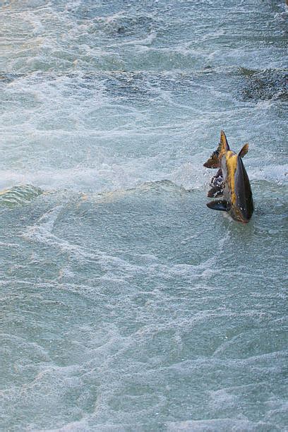 Chinook Salmon Jumping Stock Photos Pictures And Royalty Free Images