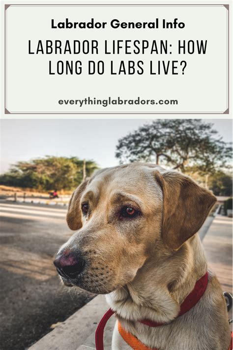 Labrador Lifespan How Long Do Labs Live In 2021 Labrador Retriever