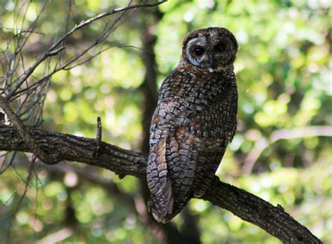 Mottled Wood Owl Alchetron The Free Social Encyclopedia