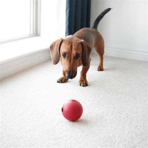 10 Juegos Para Jugar Con Tu Perro En Casa El Pomerania Com