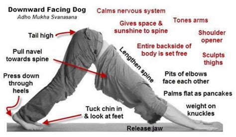 Downward Facing Dog Explained | Ebru's Yoga Blog