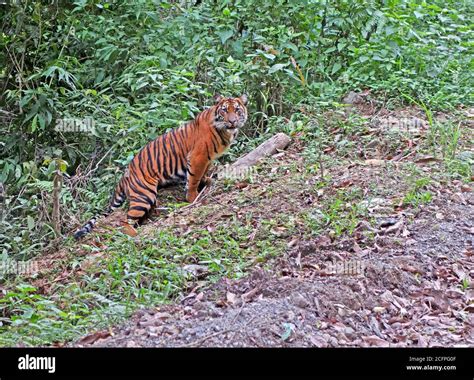 Javan Tiger Panthera Tigris Sondaica A Critically Endangered