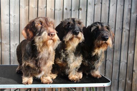 Sunsong Wirehaired Dachshunds Crufts 2015 Team Photo Wire Haired