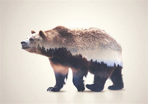 Bear Double Exposure By Alex View On Deviantart