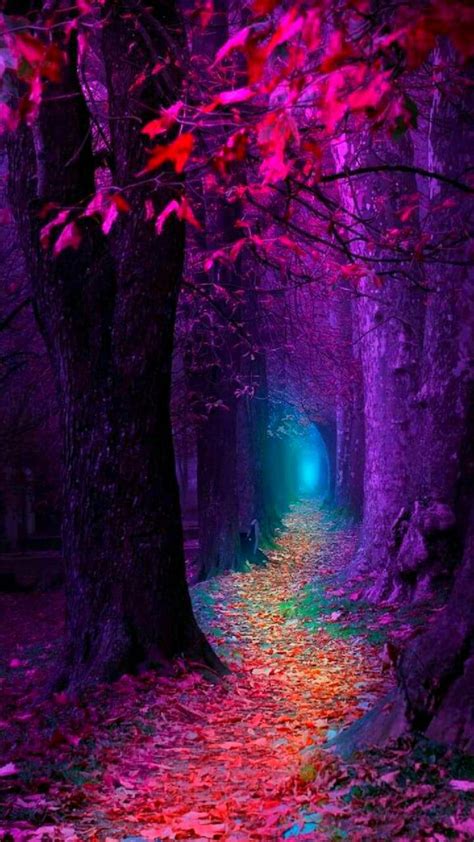 Download Purple Forest Wallpaper Phone