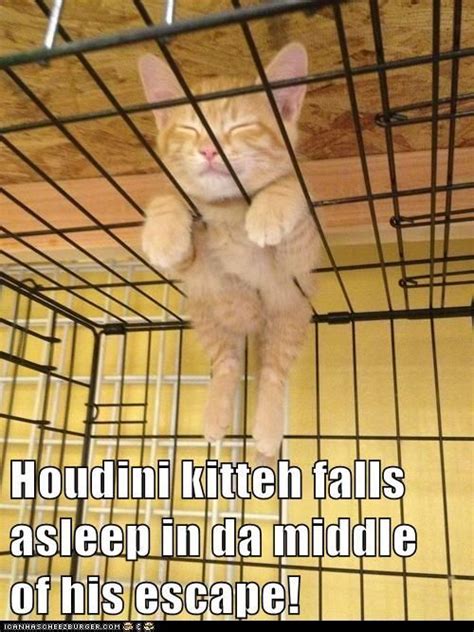 Houdini Kitteh Falls Asleep In Da Middle Of His Escape Funny Cat Memes