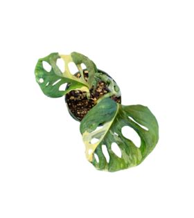 So, for a long time i was in a search of this plant and then suddenly i thought of @ugaoo and then i went to their website and saw this plant. Philodendron Adansonii Variegata - Philodendron