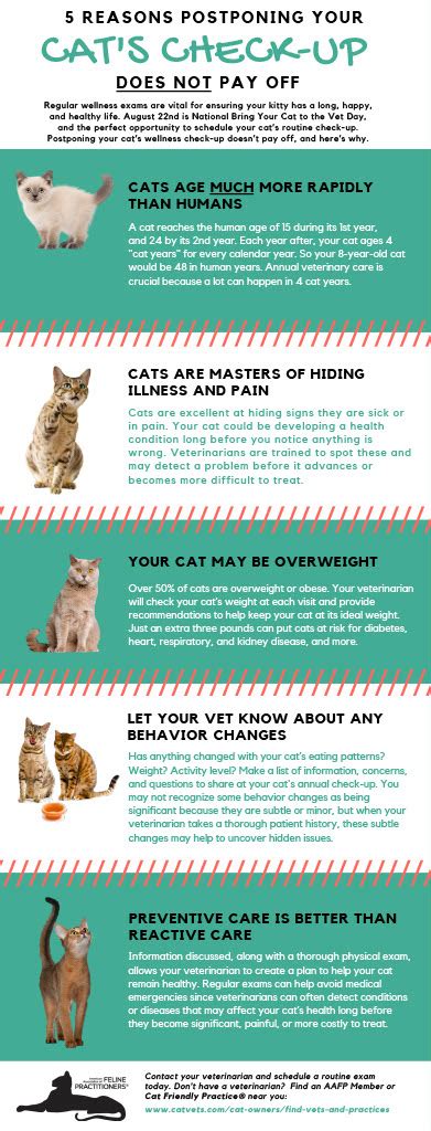 Cat Life Stages What To Expect As Your Kitty Enters Each Phase