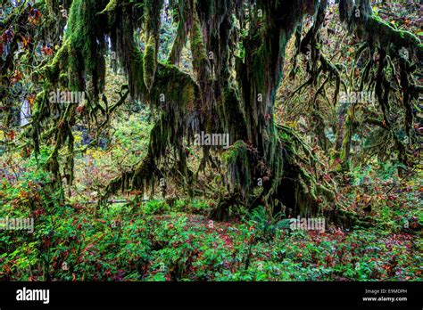 Hoh Rainforest Olympic National Park Forks Washington United States